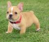 Puppies for sale Greece, Athens French Bulldog