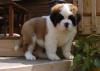 Puppies for sale Italy, Turin Other breed, Saint Bernard