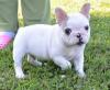 Puppies for sale Sweden, Leksand French Bulldog