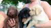 Puppies for sale Sweden, Helsingborg Labrador Retriever