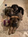 Puppies for sale Latvia, Aluksne German Shepherd Dog