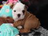Puppies for sale Cyprus, Ayia Napa English Bulldog