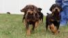 Puppies for sale Sweden, Malmo Doberman