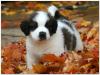 Puppies for sale Germany, Berlin , Saint Bernard