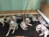 Puppies for sale Germany, Baden-Baden Dalmatian