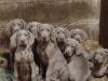 Puppies for sale Cyprus, Protaras Weimaraner