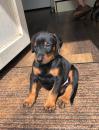 Puppies for sale Cyprus, Larnaca Doberman