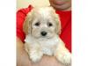 Puppies for sale Spain, Badalona , Cokapoo puppies