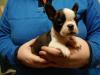 Puppies for sale Netherlands, Hurley Boston Terrier