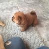 Puppies for sale Finland, Helsinki Chow Chow