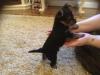 Puppies for sale France, Saint-Etienne Yorkshire Terrier