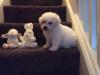 Puppies for sale Sweden, Mutal Bichon