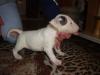 Puppies for sale Finland, Turks Bull Terrier