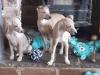 Puppies for sale Czech Republic, Brno Italian Greyhound