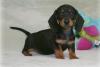 Puppies for sale Germany, Yen Dachshund