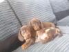Puppies for sale Cyprus, Limassol Dachshund