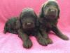 Puppies for sale Cyprus, Paphos Other breed, Cockapoo Puppies