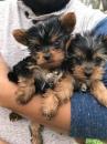 Puppies for sale France, Calais Yorkshire Terrier