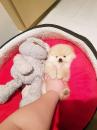 Puppies for sale Netherlands, Amsterdam Pomeranian Spitz