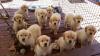 Puppies for sale Germany, Augsburg Golden Retriever