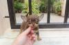 Puppies for sale Netherlands, Amsterdam Chihuahua