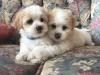 Puppies for sale Italy, Rimini Maltese