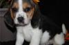 Puppies for sale Cyprus, Limassol Beagle