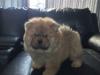 Puppies for sale Netherlands, Rotterdam Chow Chow
