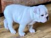 Puppies for sale Russia, Chelyabinsk English Bulldog