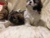 Puppies for sale Germany, Dortmund Shih Tzu
