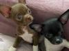Puppies for sale Germany, Augsburg Chihuahua