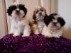 Puppies for sale Netherlands, Eindhoven Shih Tzu