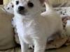 Puppies for sale Cyprus, Larnaca Chihuahua