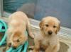 Puppies for sale Ukraine, Dnipropetrovsk Golden Retriever