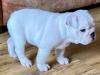 Puppies for sale Cyprus, Larnaca English Bulldog