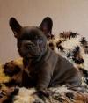 Puppies for sale Finland, Pori French Bulldog