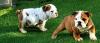 Puppies for sale Uzbekistan, Namangan English Bulldog
