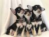Puppies for sale Denmark, Kopenagen Chihuahua