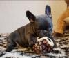 Puppies for sale Sweden, Esbjerg French Bulldog