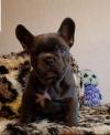 Puppies for sale Czech Republic, Presov French Bulldog