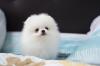 Puppies for sale Luxembourg, Luxembourg Pomeranian Spitz