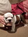 Puppies for sale Finland, Tampere English Bulldog