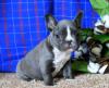 Puppies for sale France, Moulin French Bulldog