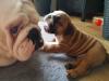 Puppies for sale Sweden, Sundsvall English Bulldog