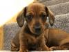 Puppies for sale Spain, Merida Dachshund