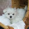 Puppies for sale Malta, Valletta Maltese