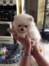 Puppies for sale Sweden, Helsingborg Pomeranian Spitz