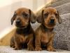 Puppies for sale Luxembourg, Luxembourg Dachshund