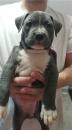 Puppies for sale Malta, Valletta American Pit-Bull Terrier