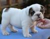 Puppies for sale Netherlands, Amsterdam English Bulldog